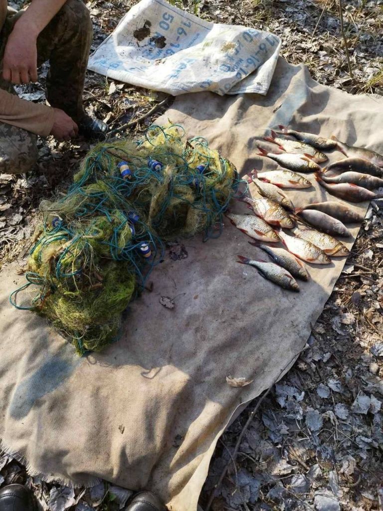 сітки