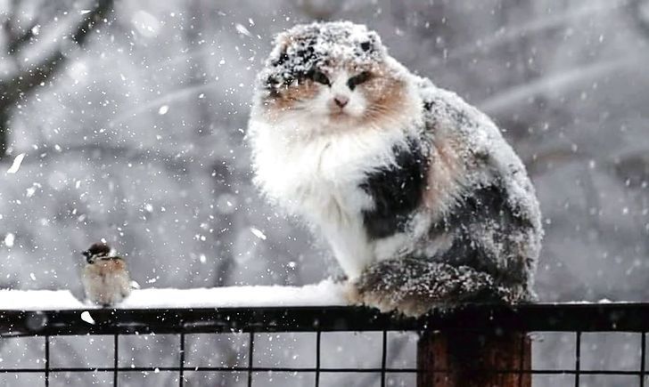 кіт і сніг